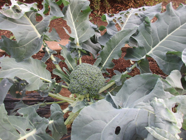 ベジッコみなみの写真