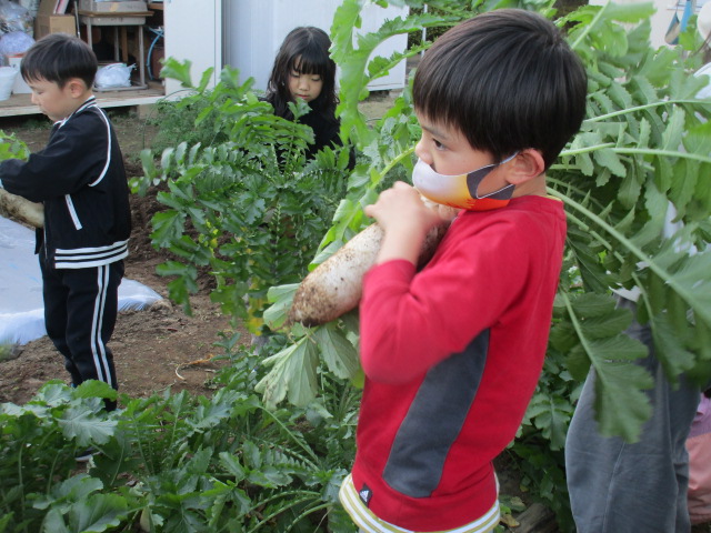 ベジッコみなみの写真