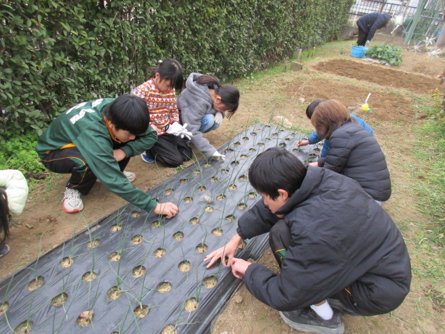 ベジッコみなみの写真