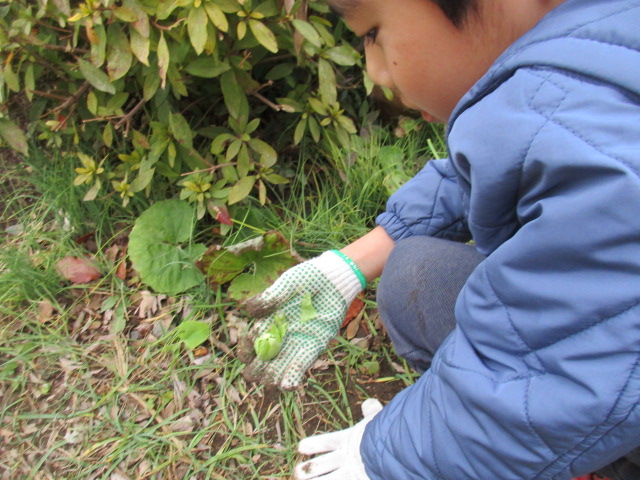 収穫したふきのとうを見せてくれている子どもの写真