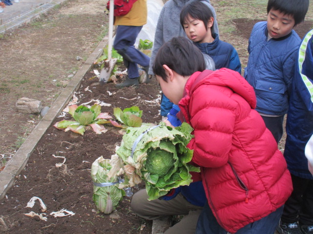 収穫した白菜を持つ子どもの写真