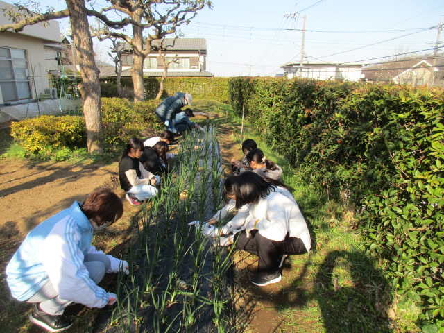 ベジッコみなみ玉ねぎの雑草取りをしている写真