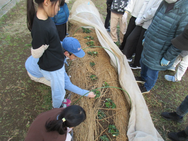 ベジッコみなみいちごの苗のまわりの雑草を取っている写真