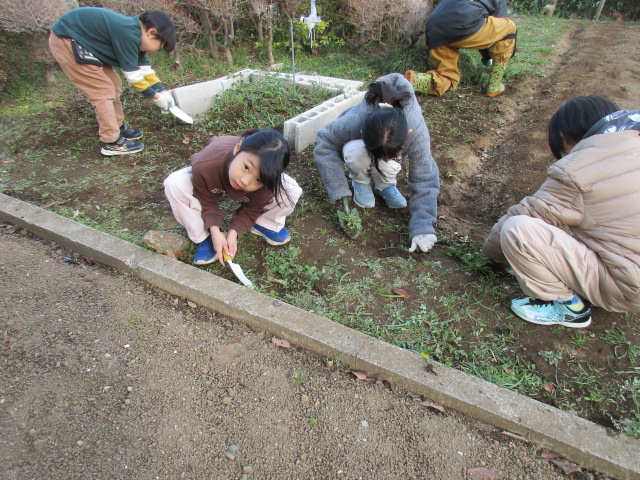 ベジッコみなみ雑草取りをしている写真
