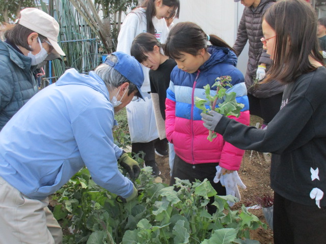 ベジッコみなみのらぼうなを収穫している写真