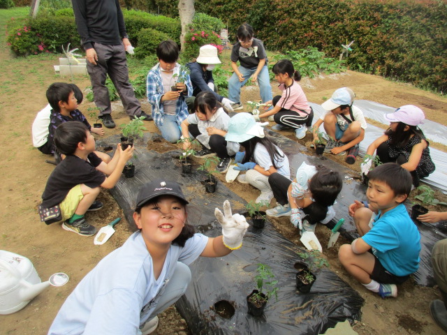 ベジッコみなみで苗を植えている写真