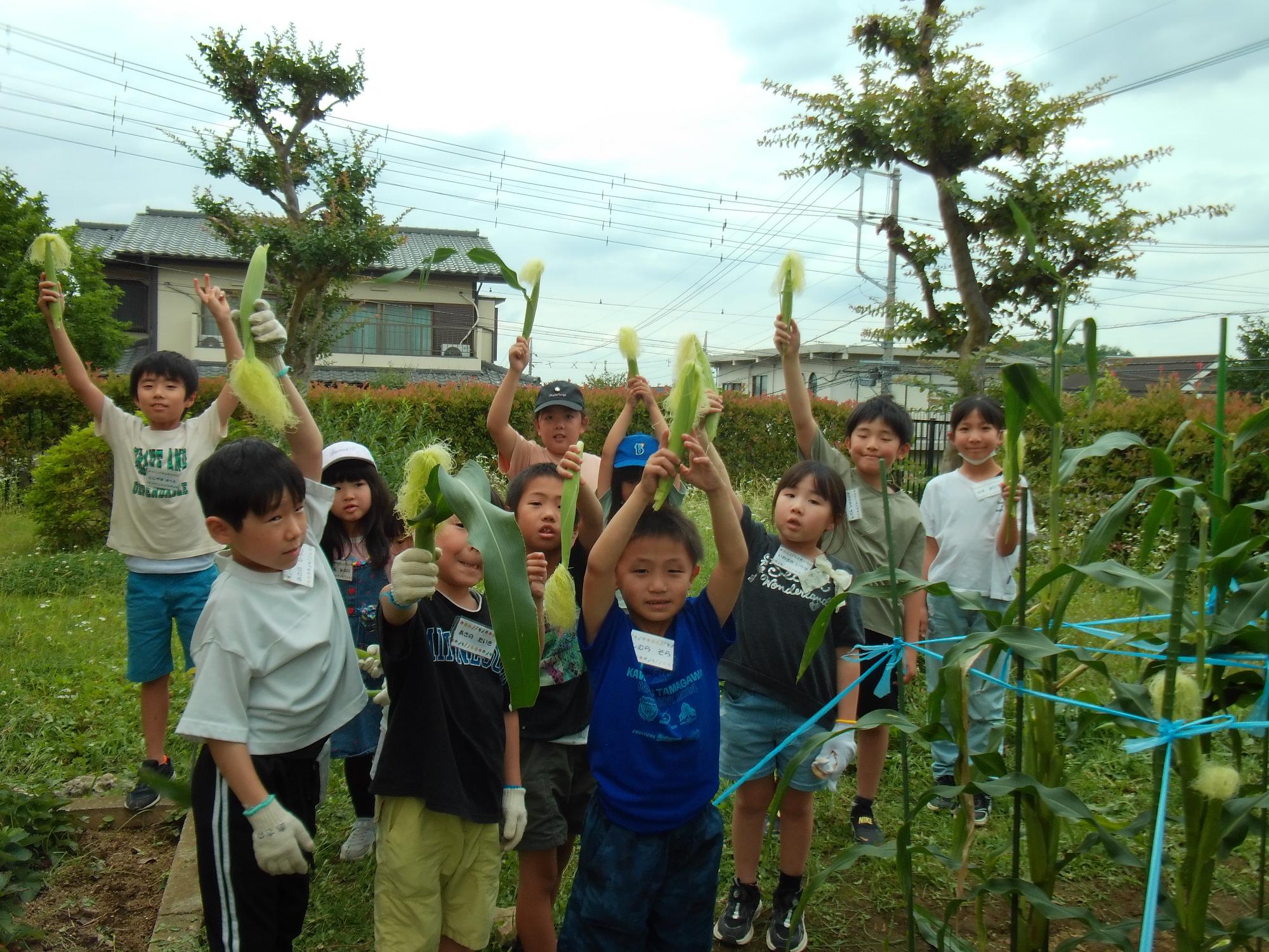 収穫したヤングコーンを持つこどもたちの写真