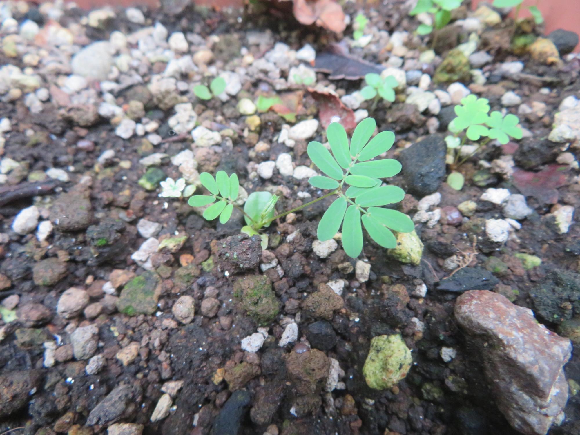 おじぎ草の芽がでできた写真