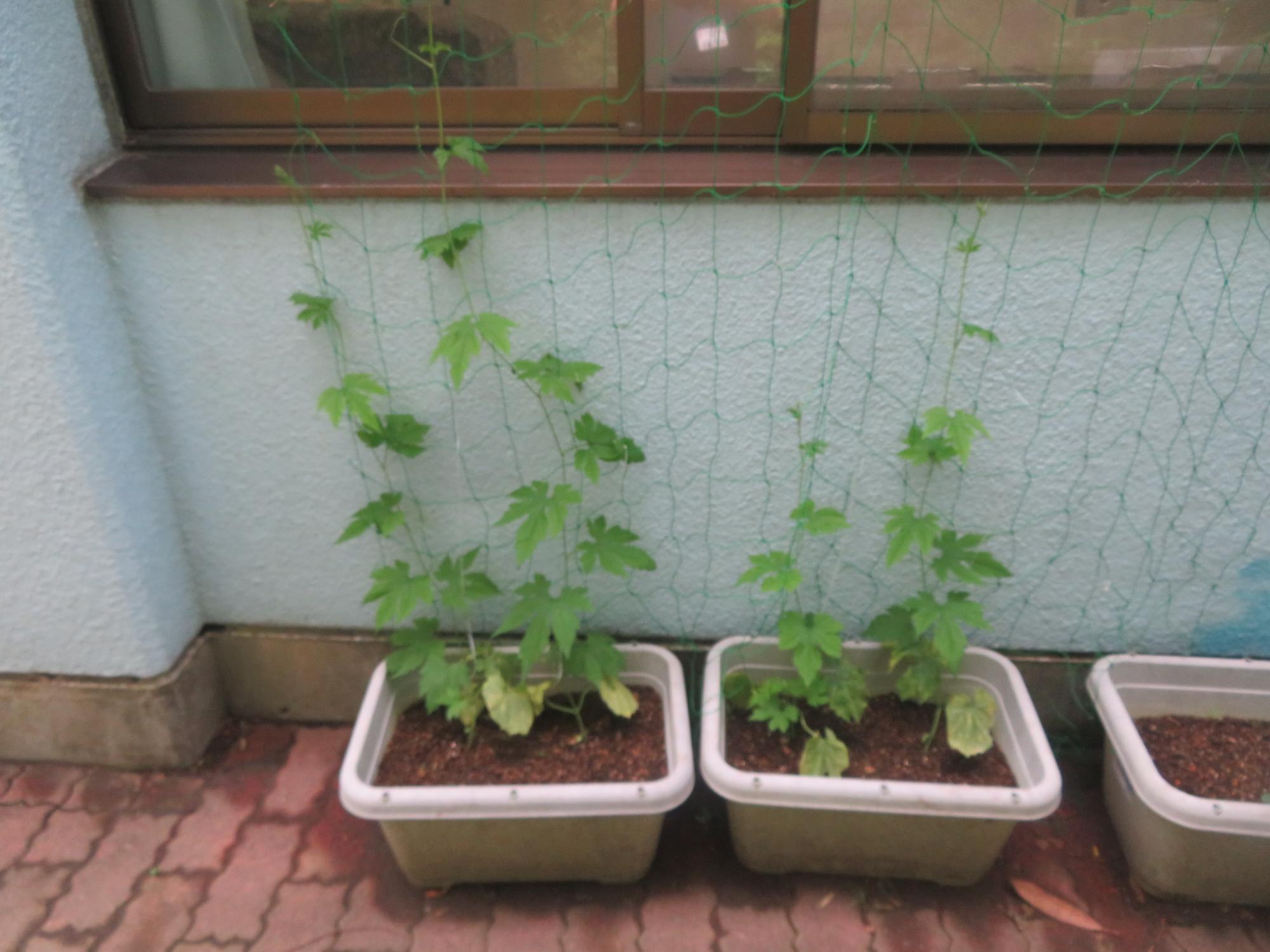 青い外壁に置かれた3つのプランターに植えたゴーヤの苗を撮影している写真