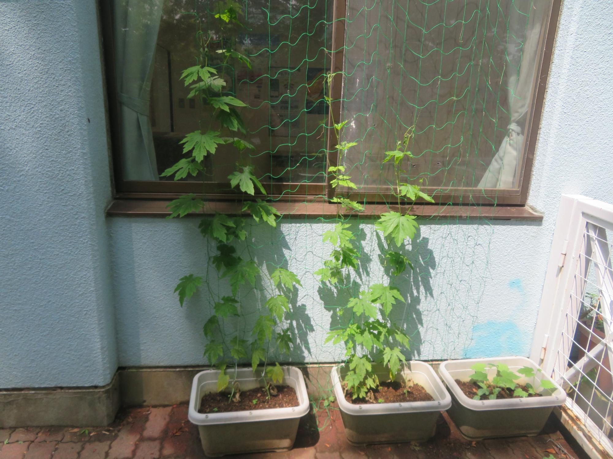 青い外壁に置かれた3つのプランターに植えたゴーヤがネット伝いに伸びている写真