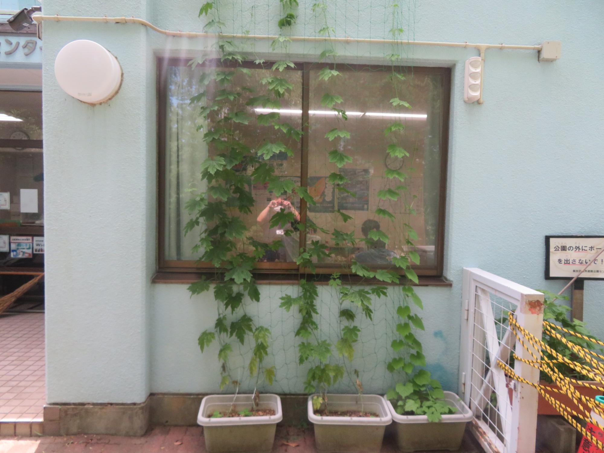 青い外壁に置かれた3つのプランターに植えたゴーヤやヘチマがネット伝いに伸びている写真