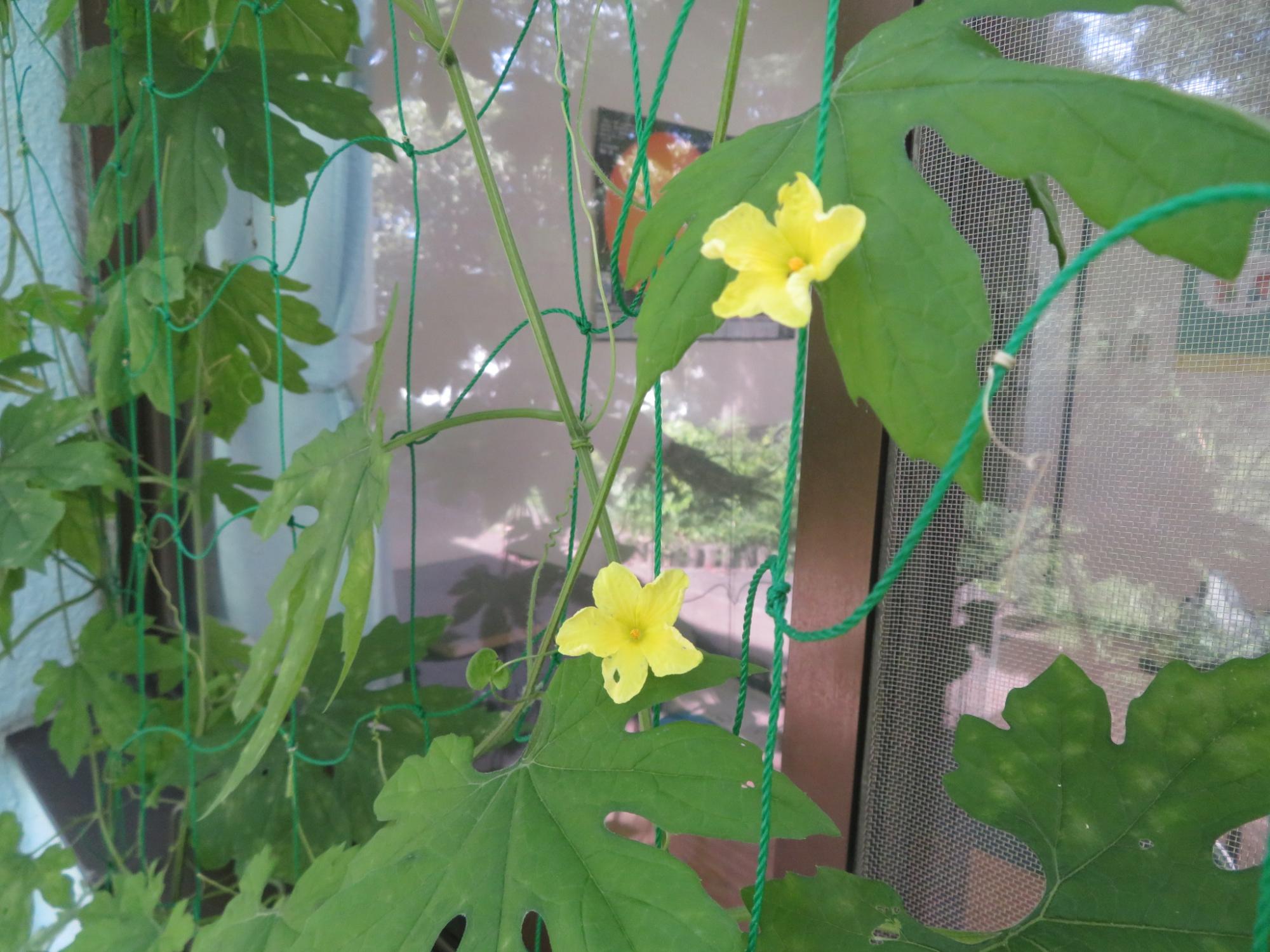 ゴーヤの花が咲いている写真