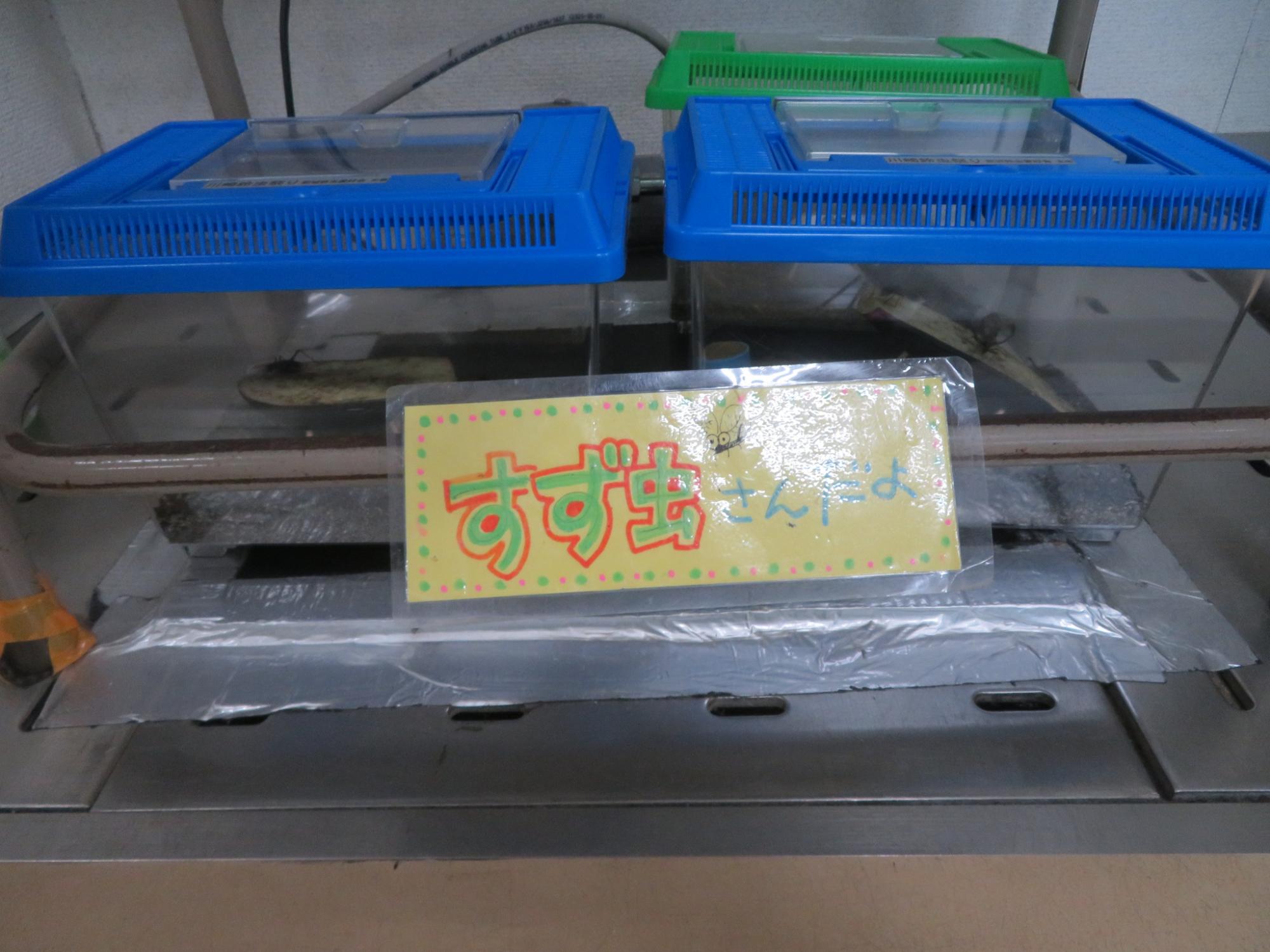 鈴虫を育てている虫かごが2つ並んでいる様子