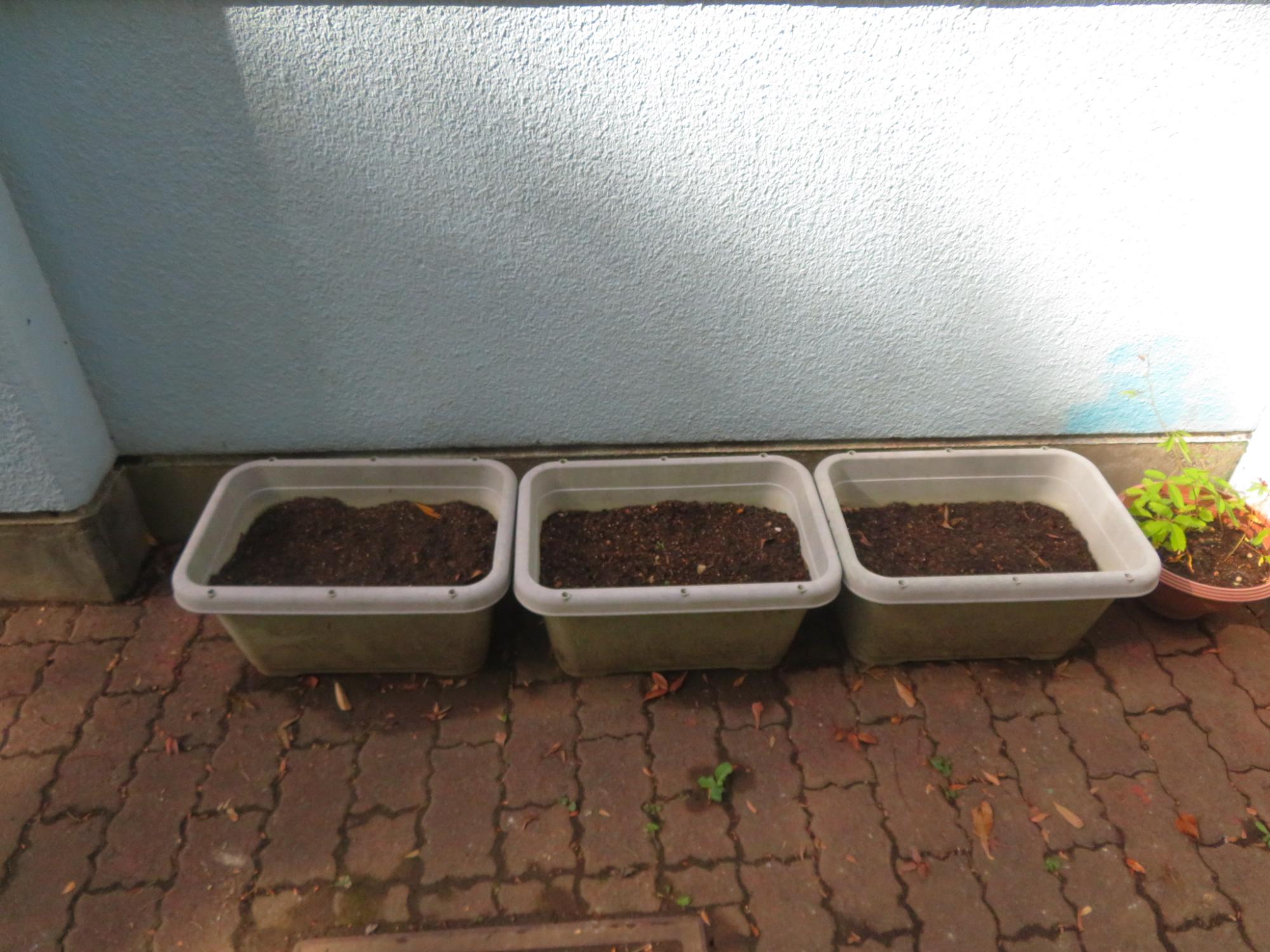 のらぼう菜の種をまきました。