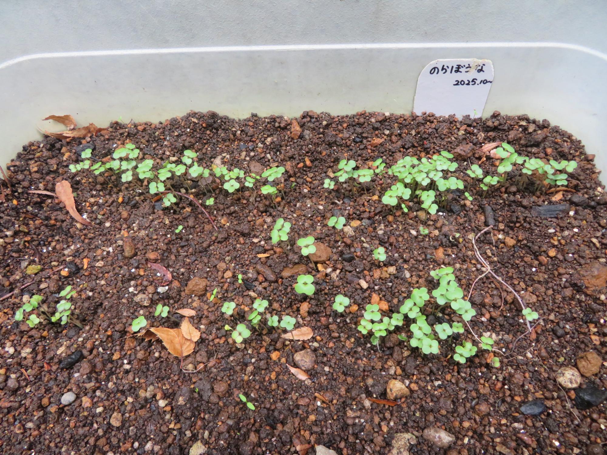 のらぼう菜の芽がでてきました。