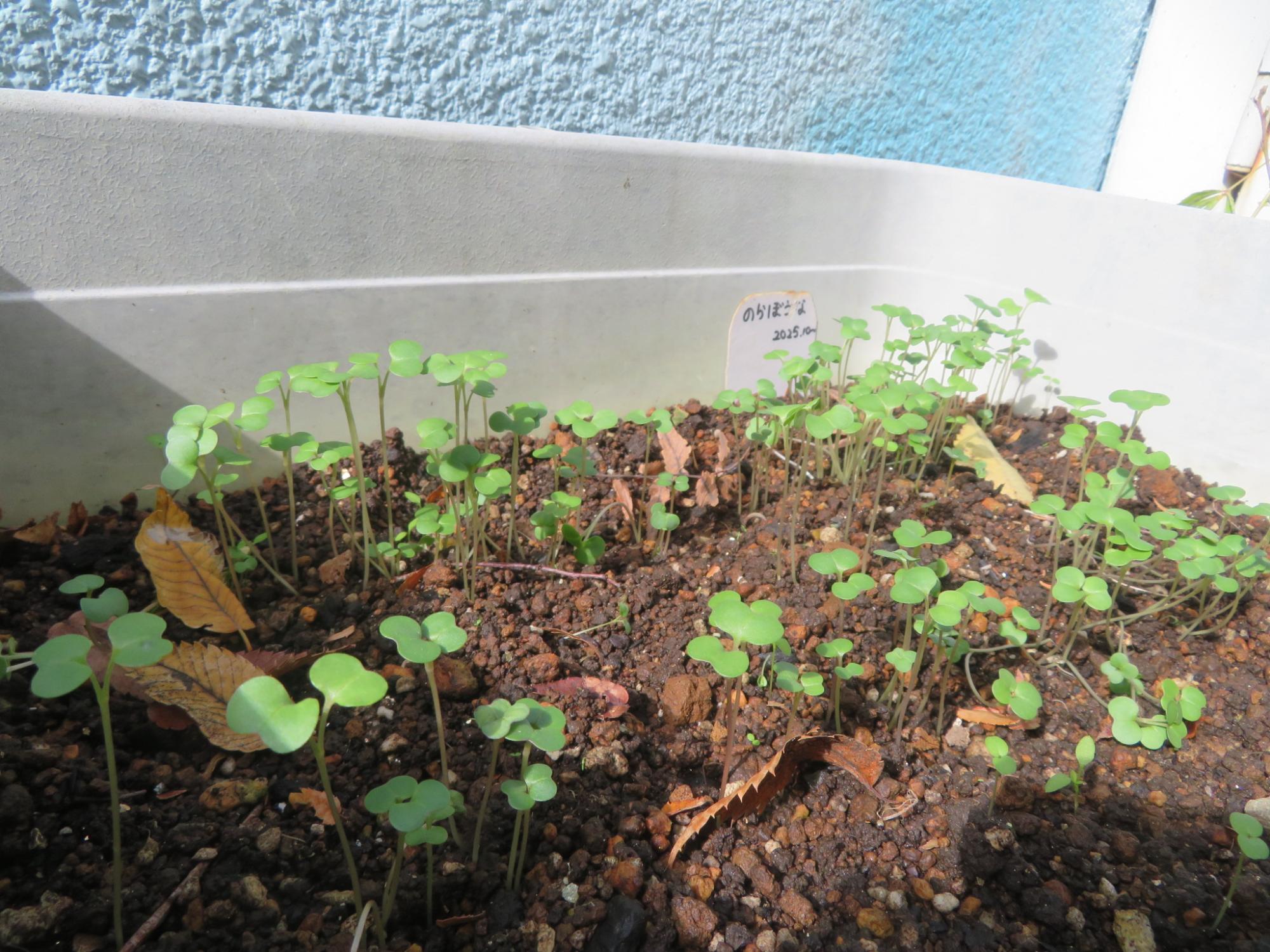 だいぶ芽が伸びてきた、のらぼう菜の写真