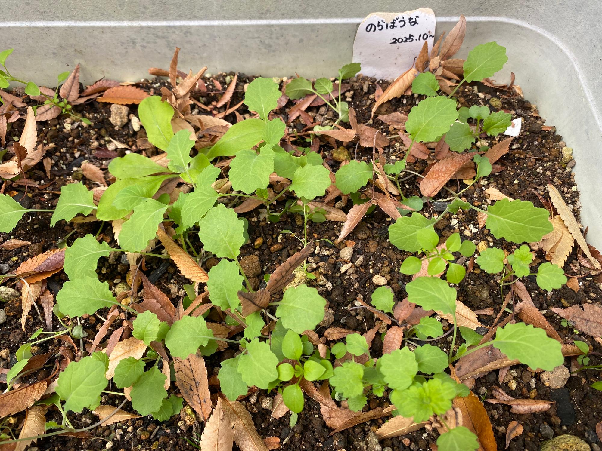 葉が大きくなってきたのらぼうなの写真