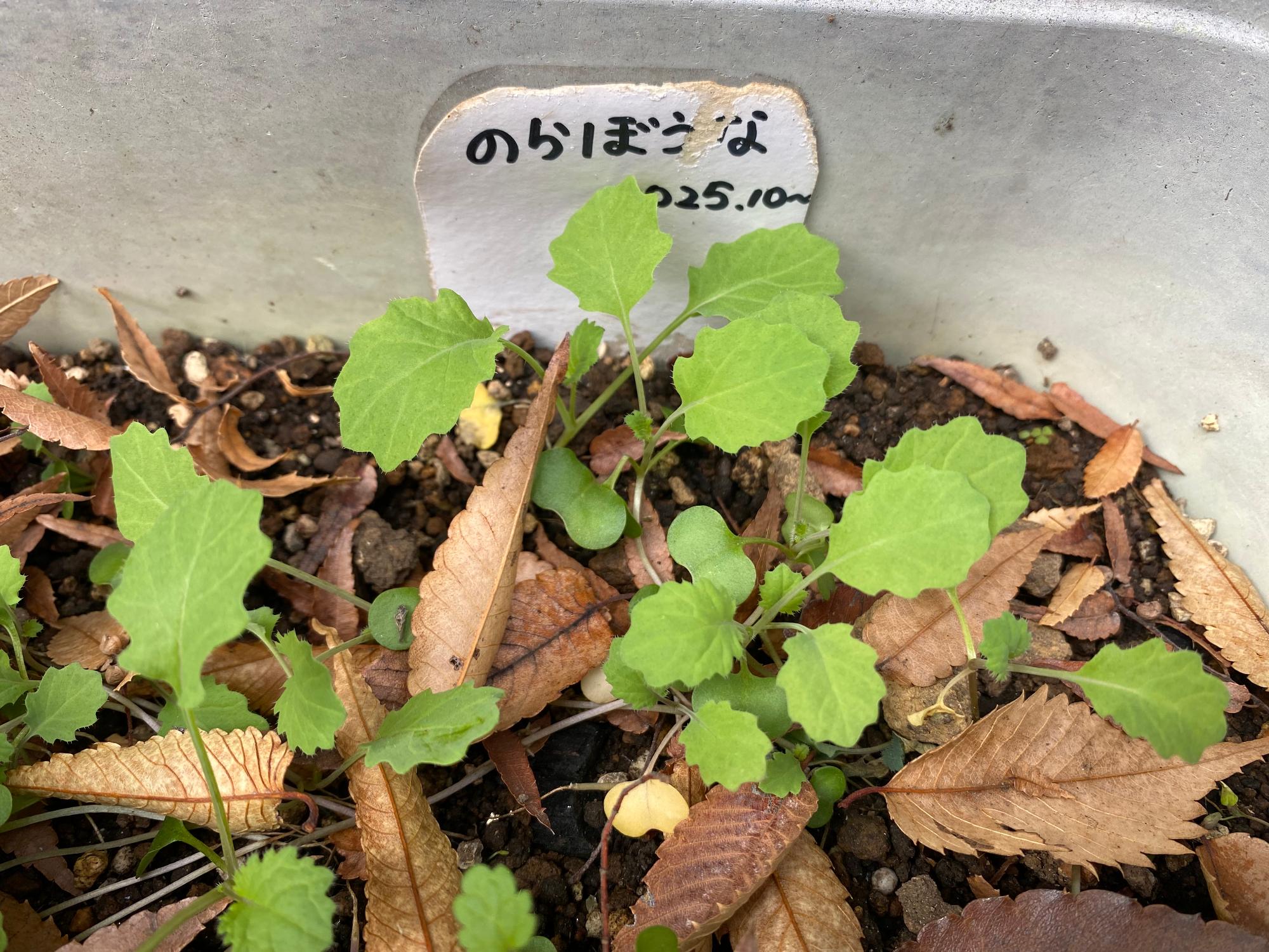 葉が大きくなってきたのらぼうなの写真