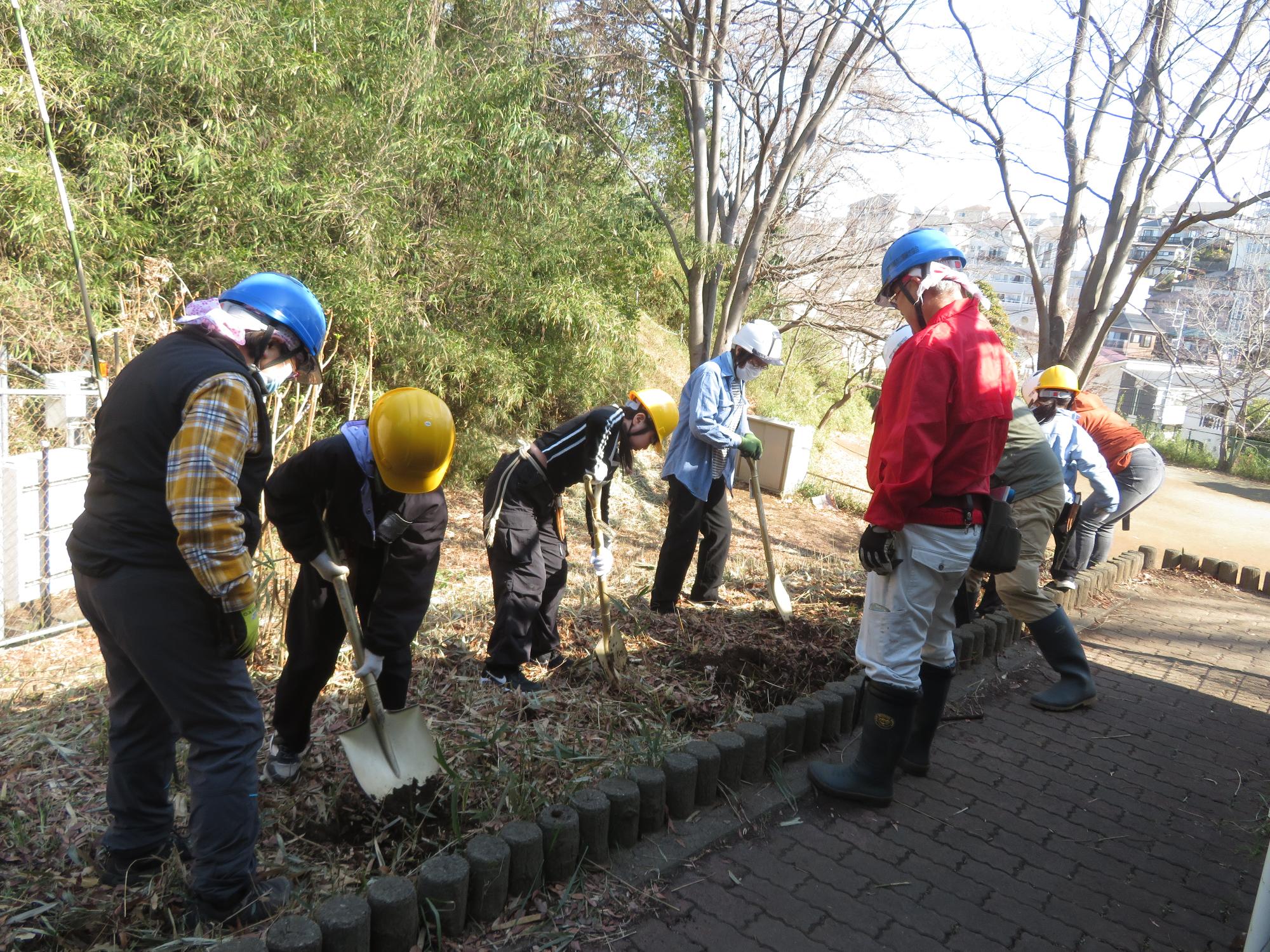 アジサイの苗を植える場所を耕している写真