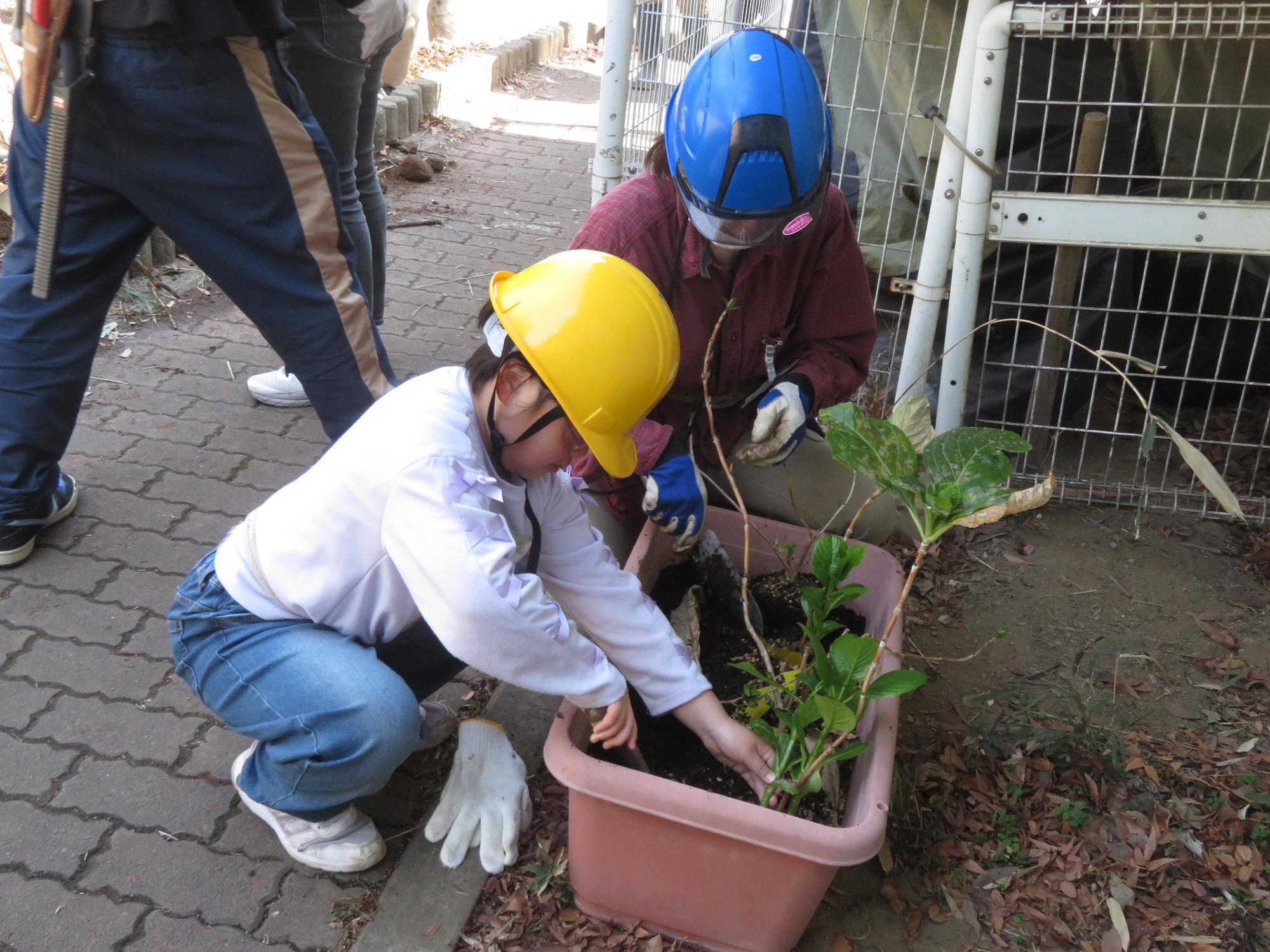 アジサイの苗を植えている写真