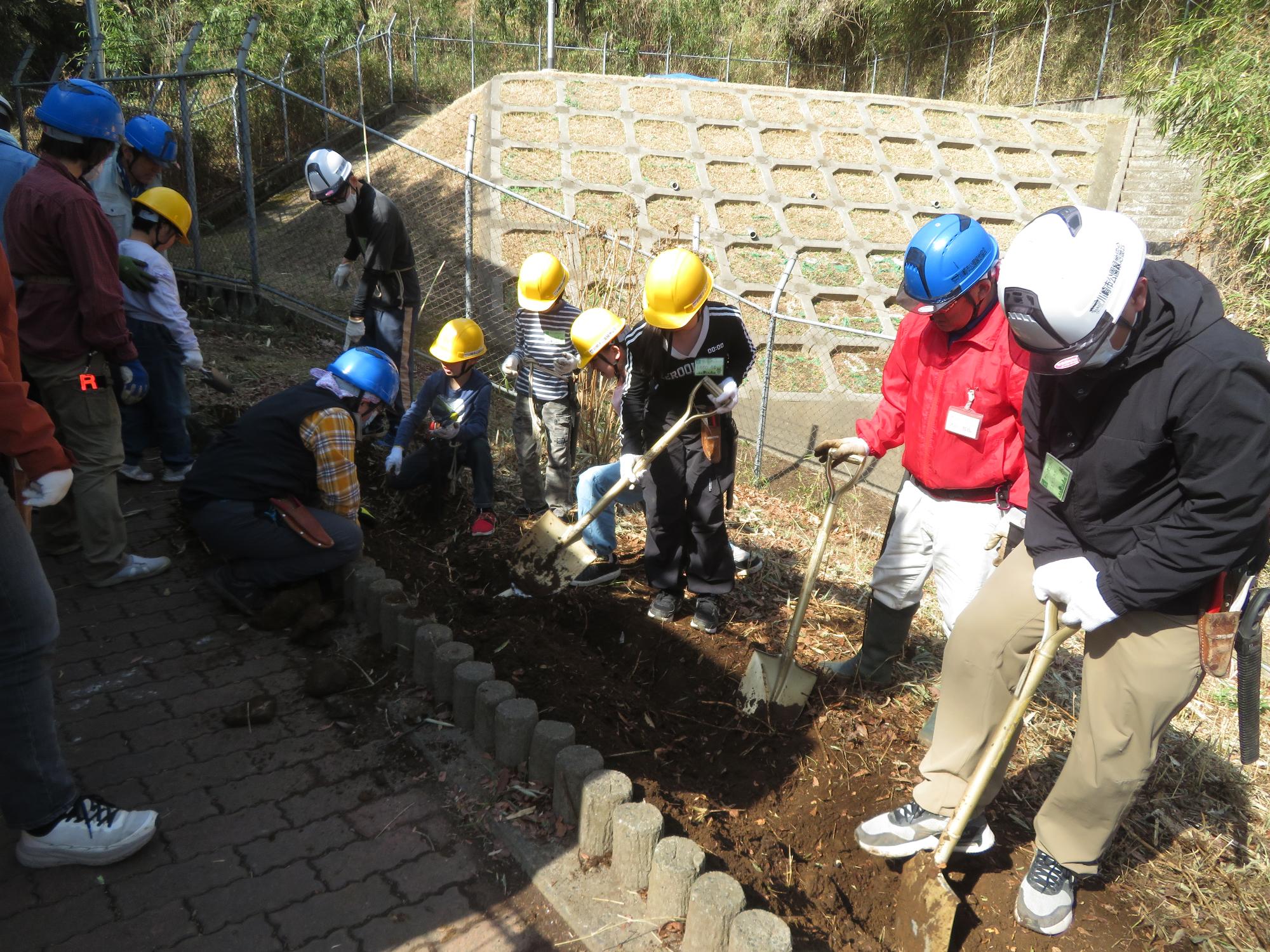 アジサイの苗を植える場所を耕している写真