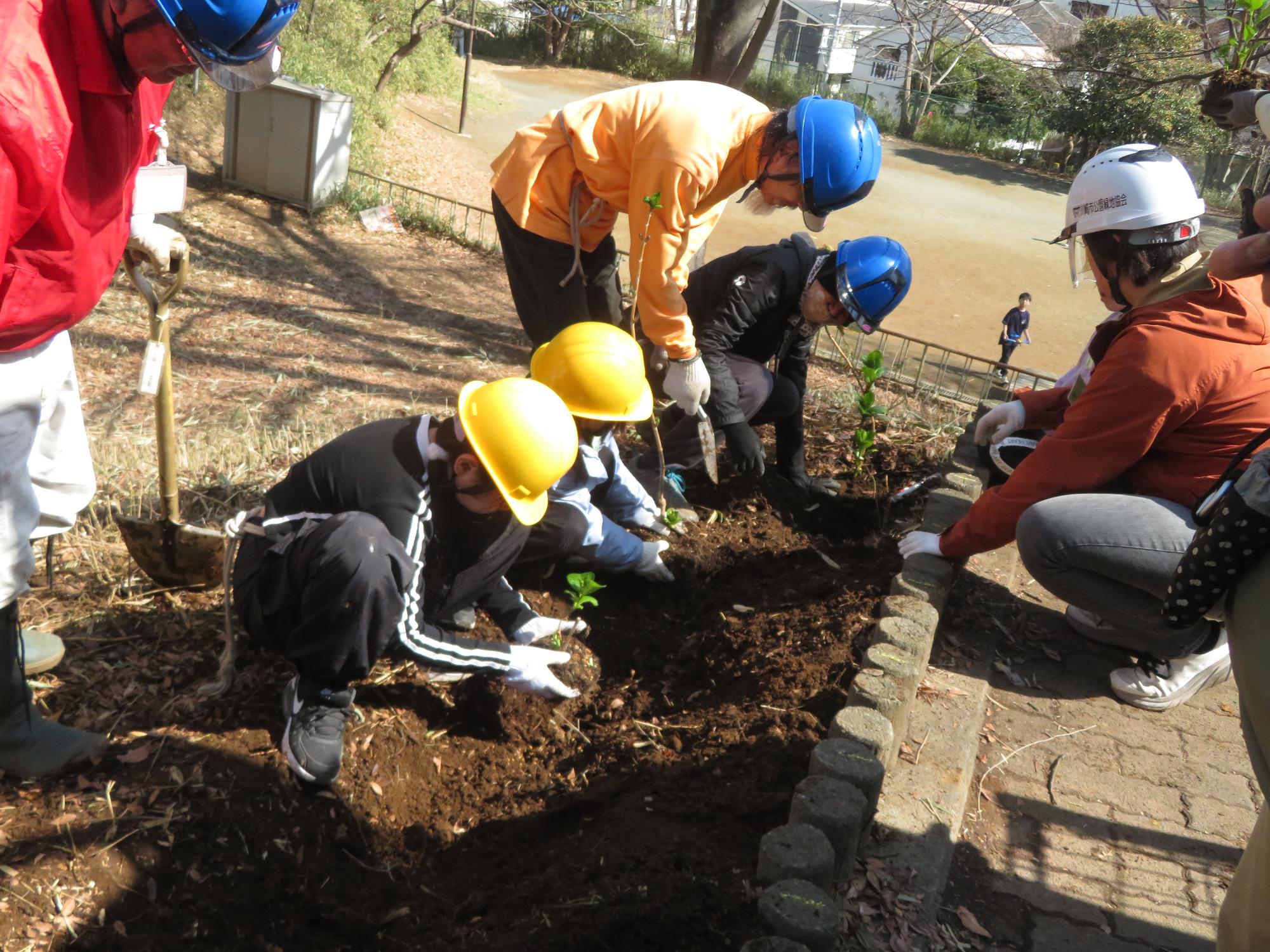 アジサイの苗を植えている写真