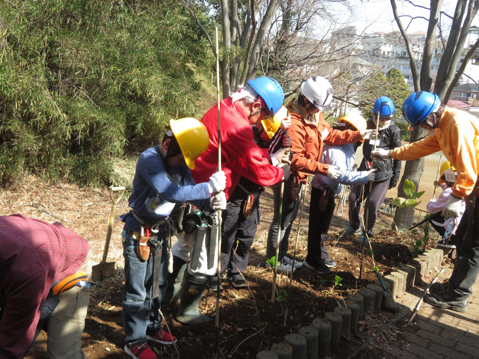 アジサイの苗を植えている写真