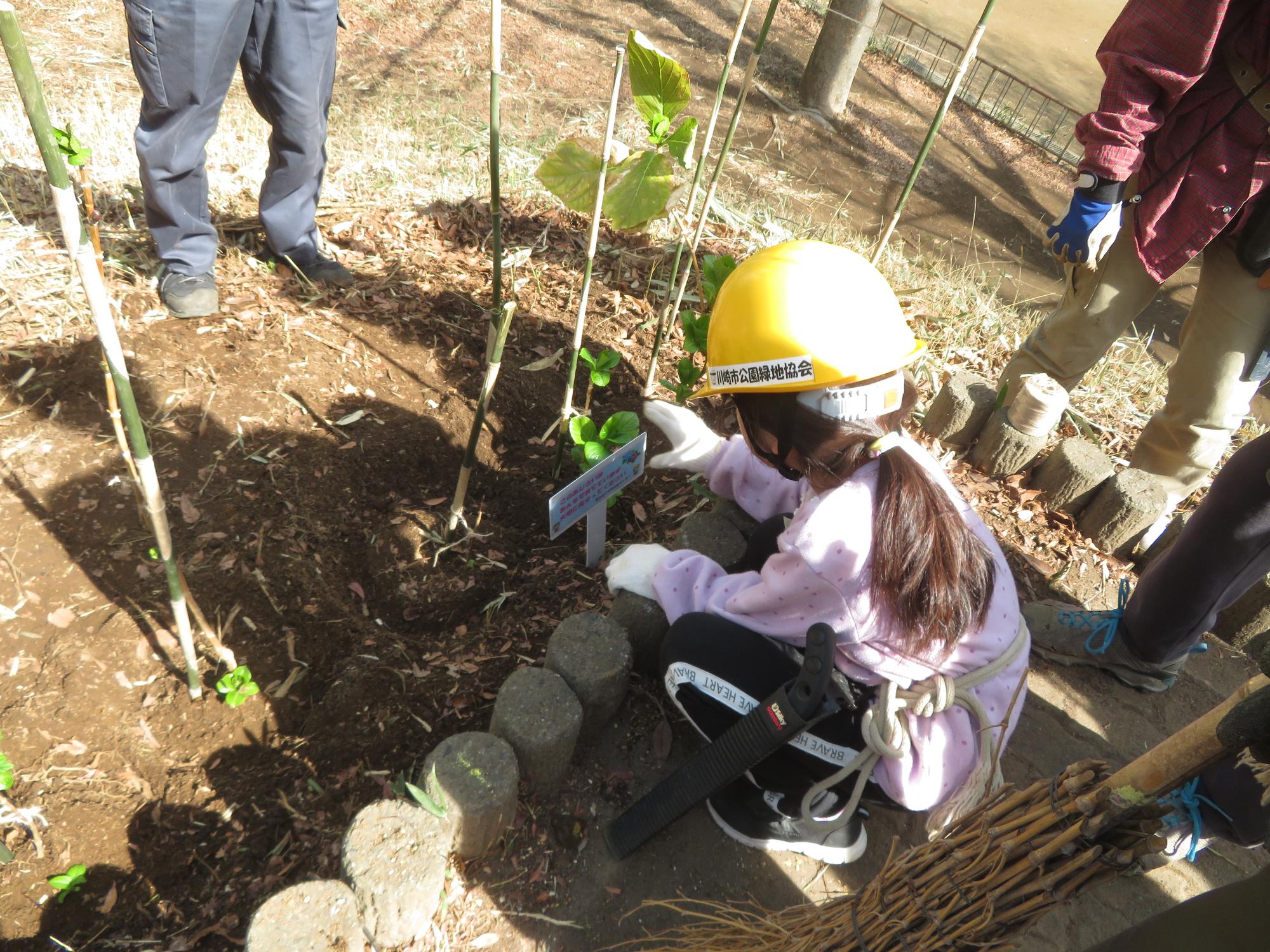 アジサイの苗を植えている写真