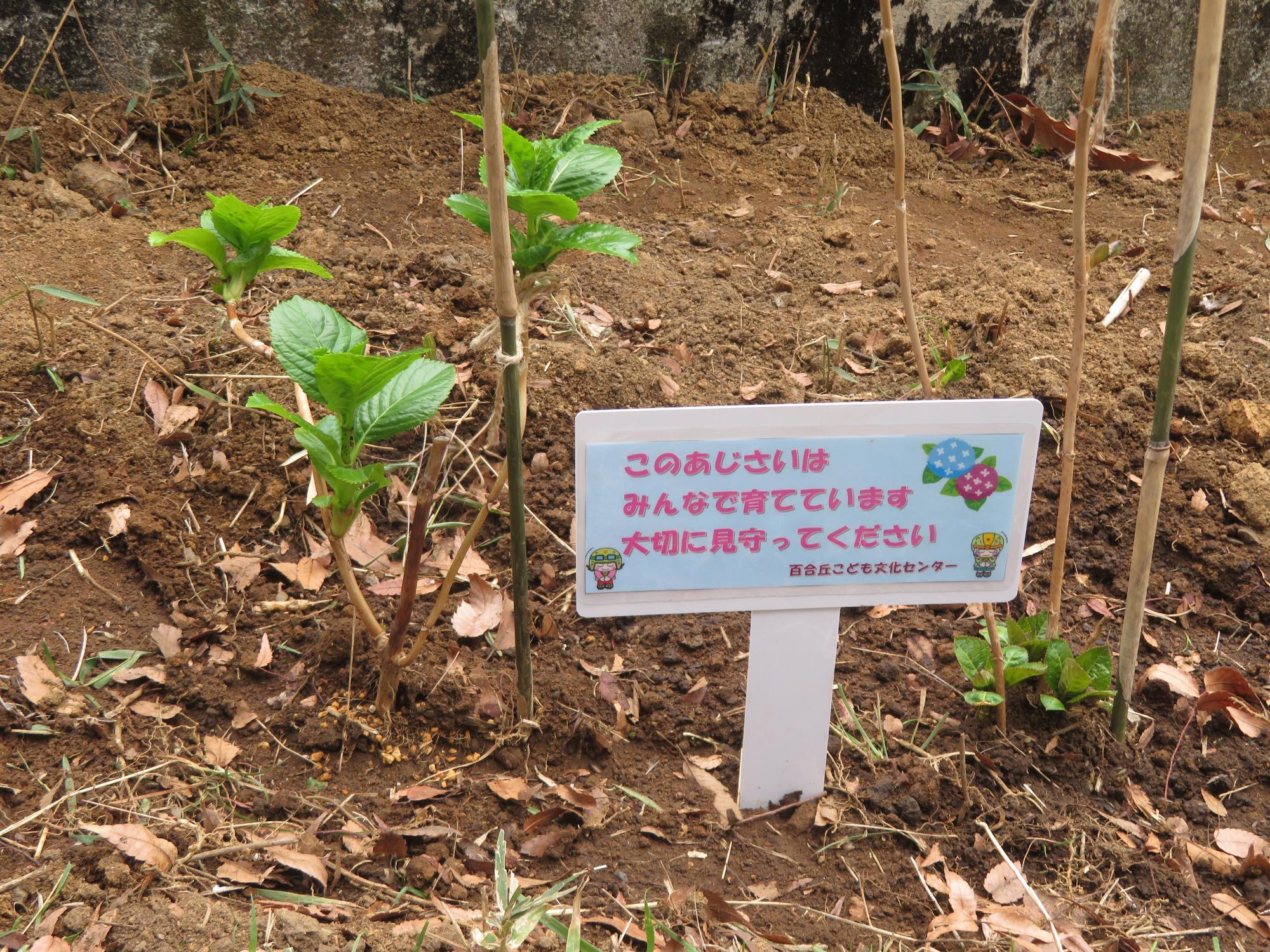 アジサイの苗を植えた着後の様子