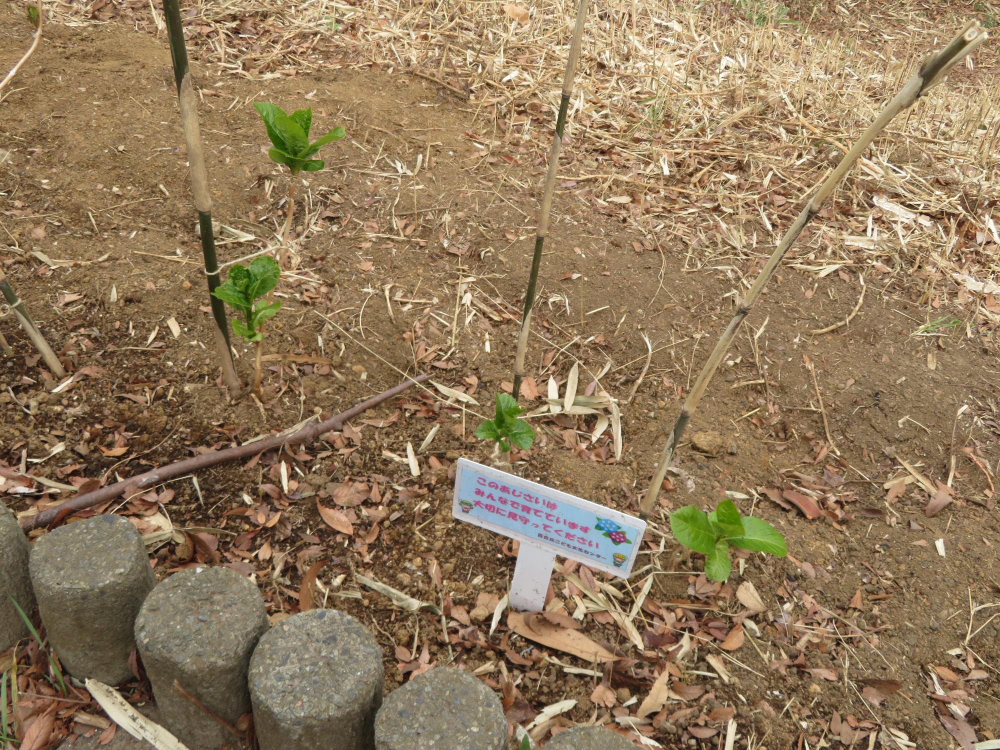 アジサイの苗を植えた着後の様子