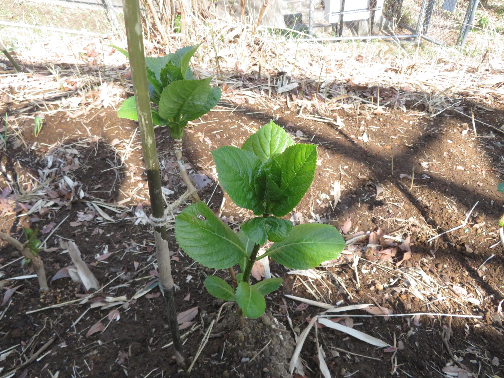 アジサイの苗を植えて一週間後の様子