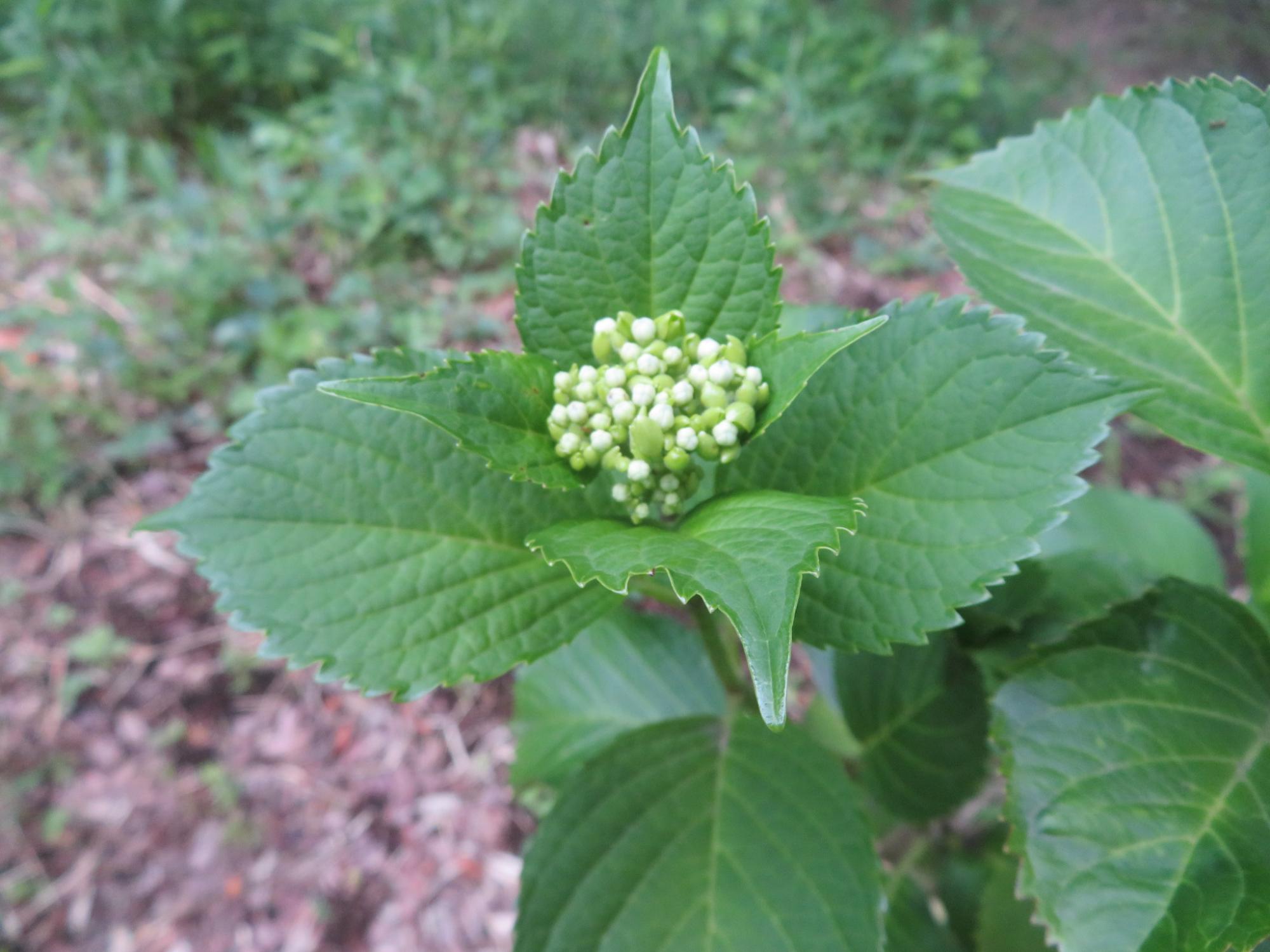 5月あじさいの様子
