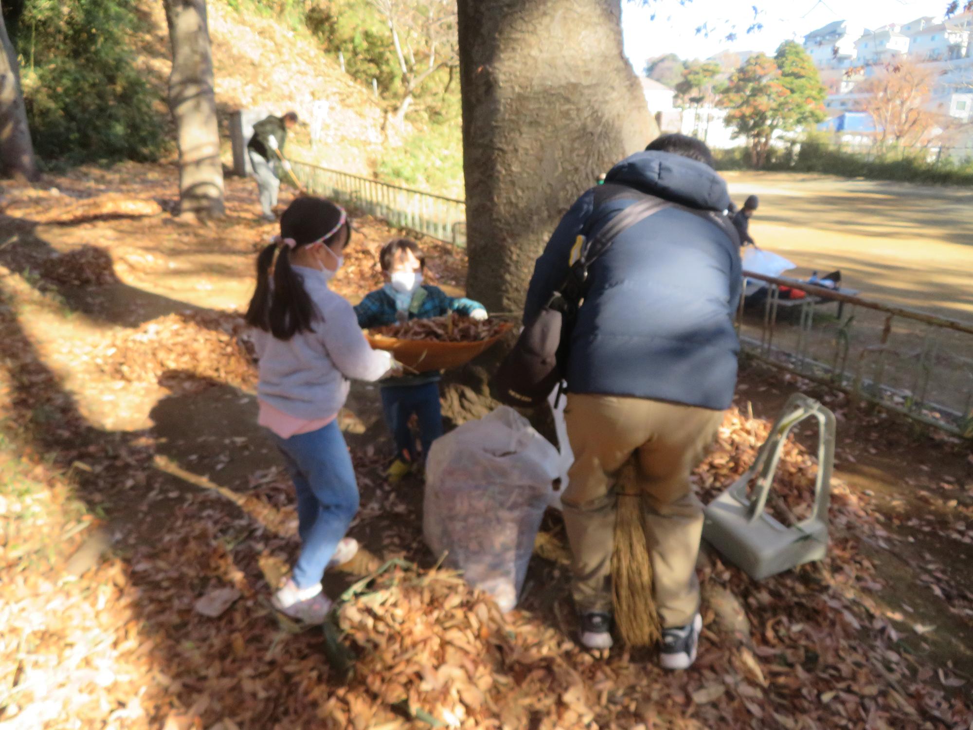 親子で公園の落ち葉を集めている写真