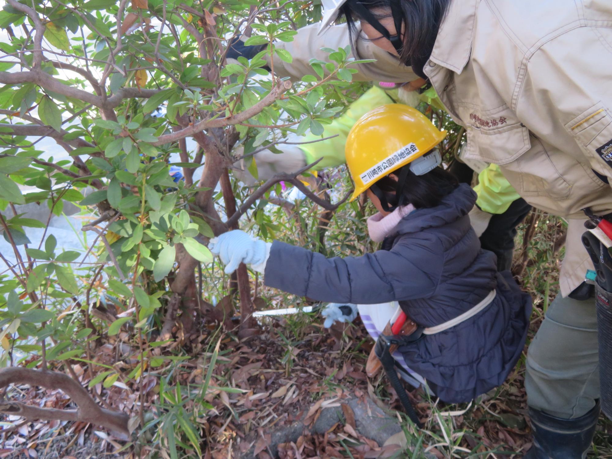 枝の根元を切ろうとする子どもと大人の写真