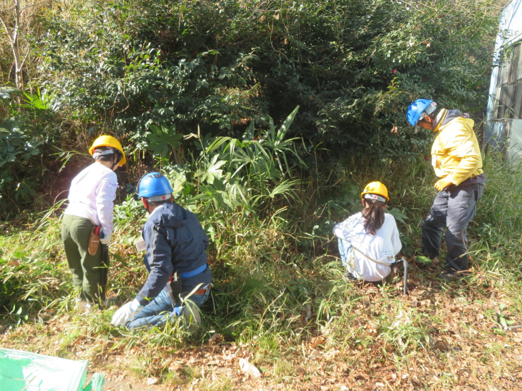 樹木剪定をしている写真